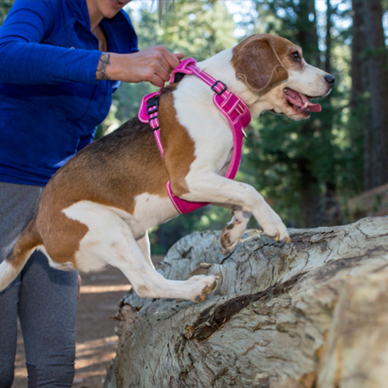 Rogz Explore Harness