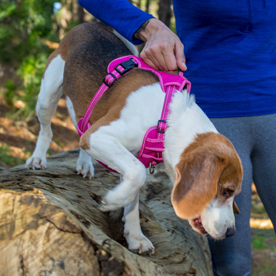 Rogz Explore Harness