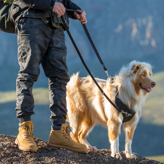 Rogz Explore Harness