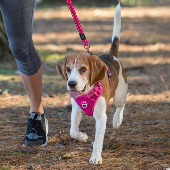 Rogz Explore Harness