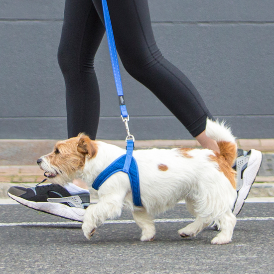 Rogz Fast Fit Harness