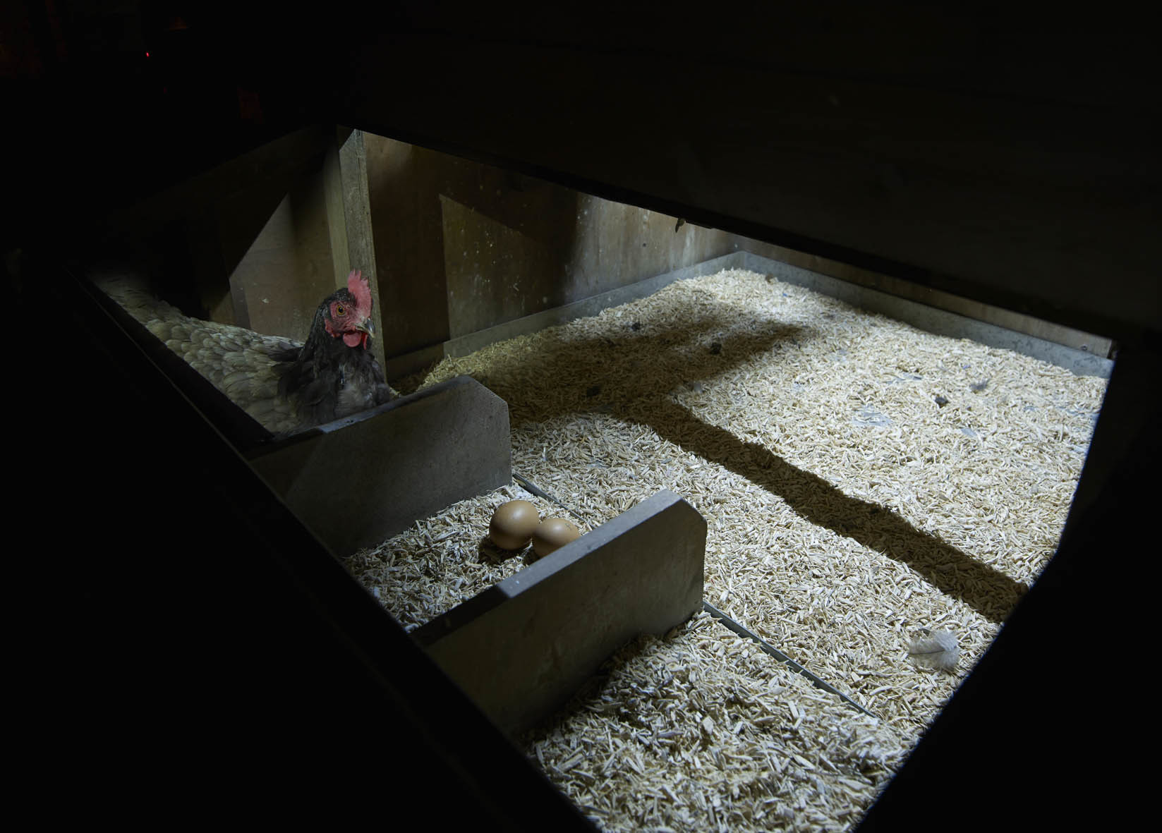 Chicken Coopshed Led Lighting Kit