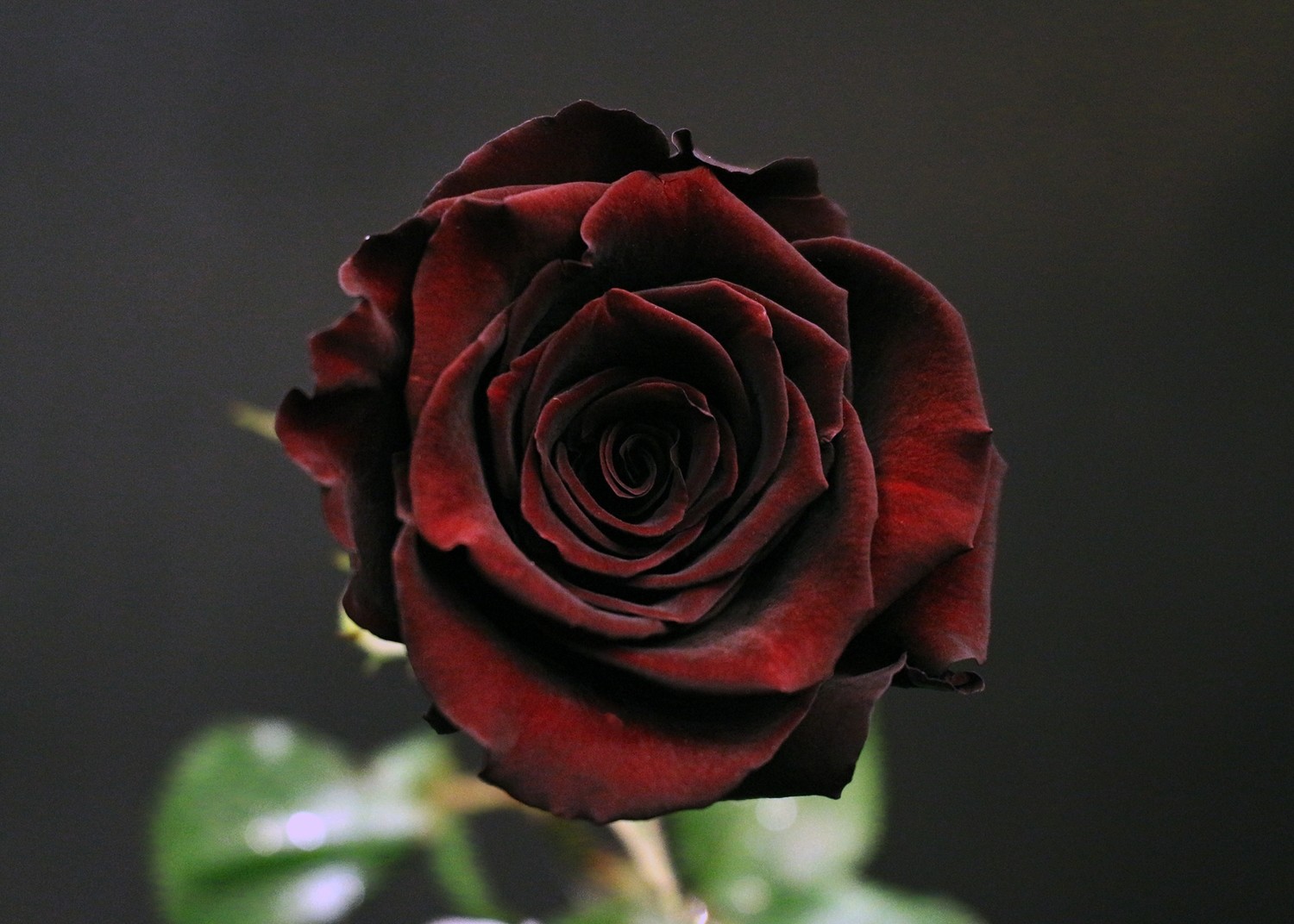 Rose Black Baccara