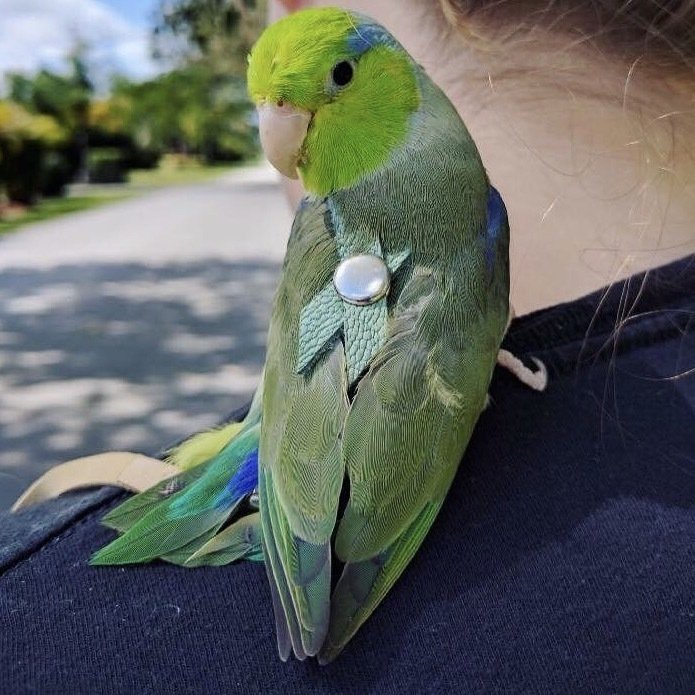 PARROTLET Bird Harness Avian Leash LEATHERS4FEATHERS