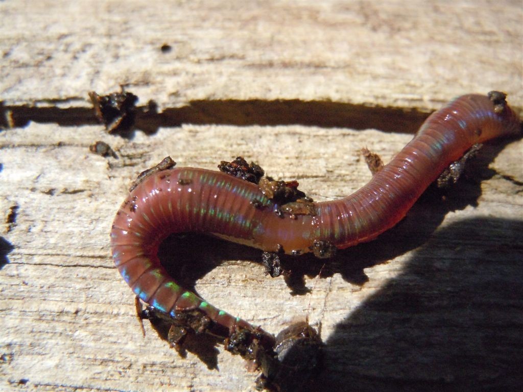 Lombrichi Eisenia Fetida ed Eisenia Andrei (rossi californiani) 600 grammi peso vivo effettivo 00007