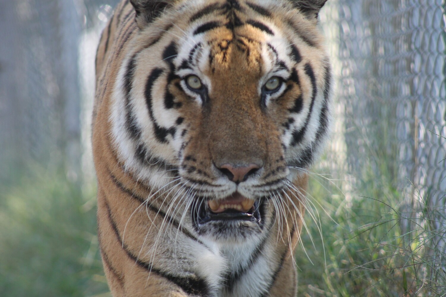 Feed a Tiger for a Day Feed a Tiger for a Day
