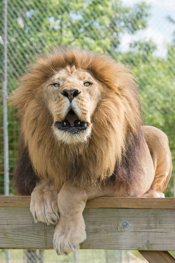 Lion Oofing Ringtone 00032