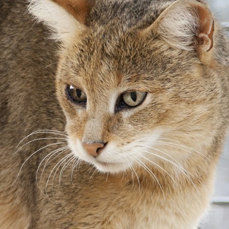 Jungle Cat Ringtone 00050