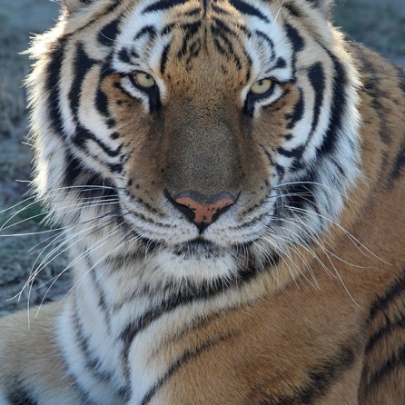Tiger Chuffling Ringtone 00052