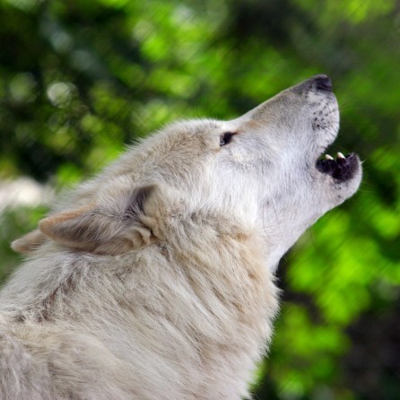 Wolves Howling Ringtone 00051