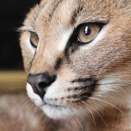 Sponsor An Animal (One-time) 00033